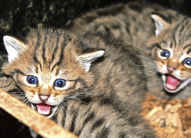 Bei den Wildkatzen gab es im Mai  drei...ie scheuen Jungtiere meist  im Stall.   | Foto: Gramespacher/Erlen-Verein Basel