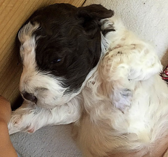 Ein kleiner Lagotto   | Foto: Privat