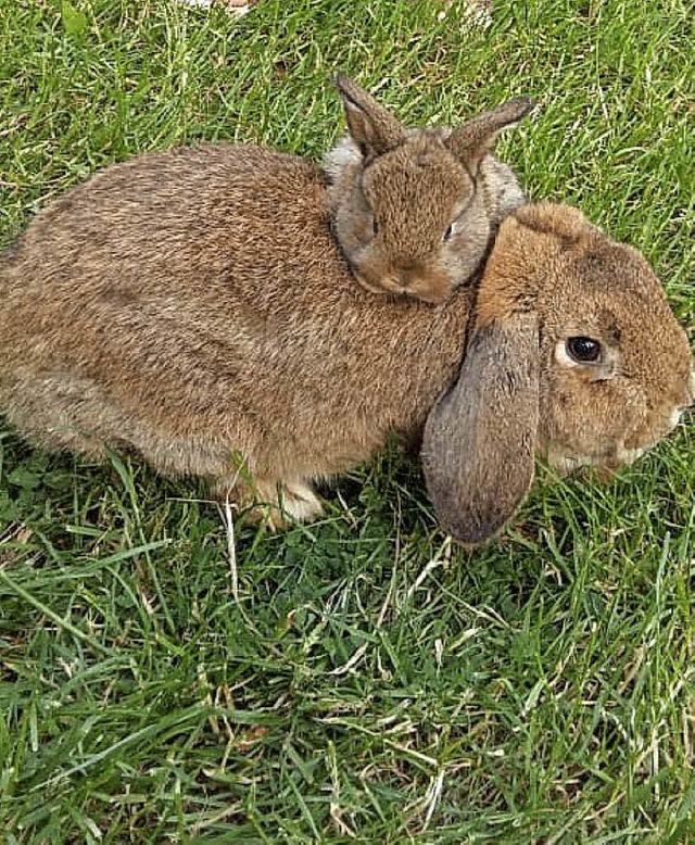 Das sind wohl zwei richtige Kuschelhasen.   | Foto: Pascal Bibo Piso