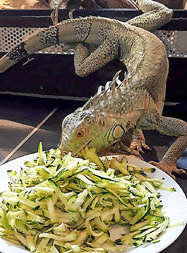 Leguan Lenny frisst fr sein Leben gern Zucchini.   | Foto: Privat