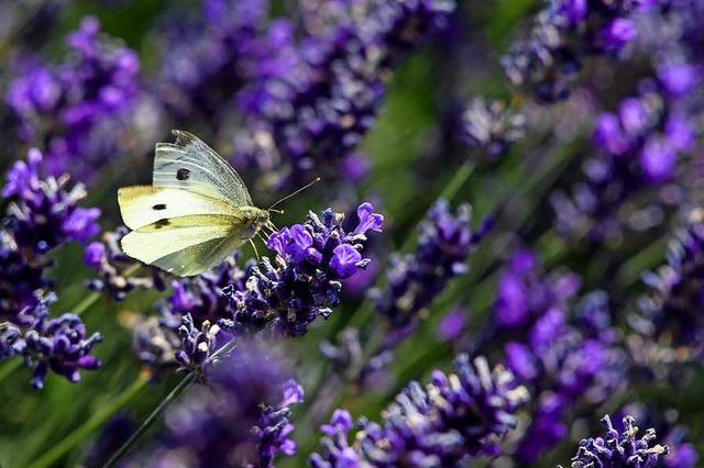 Schmetterling im Lavendelfeld