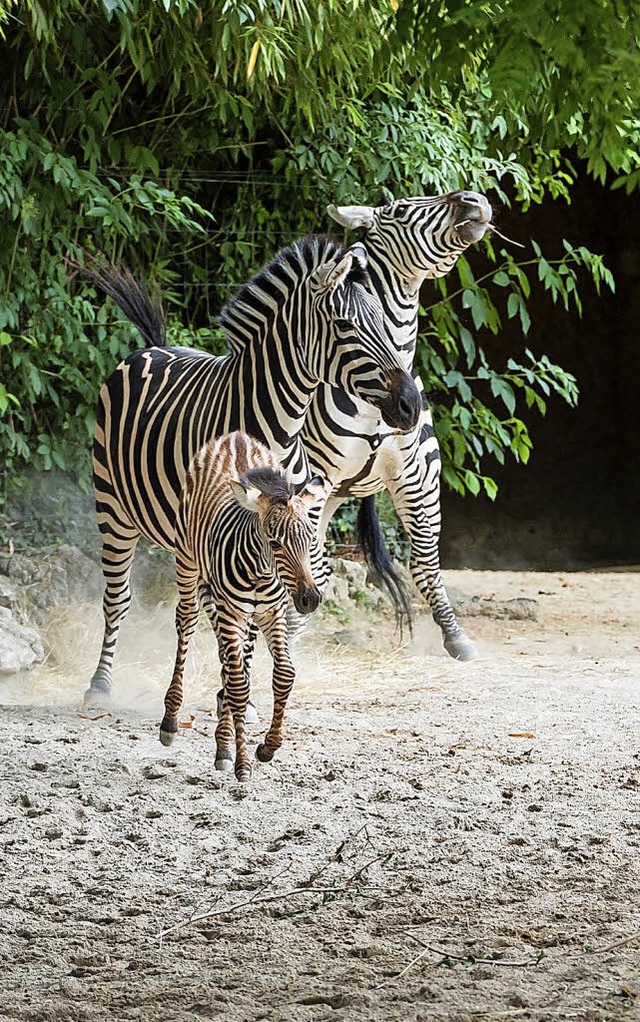 Gestreifter Nachwuchs: Zebras im Zolli  | Foto: dpa