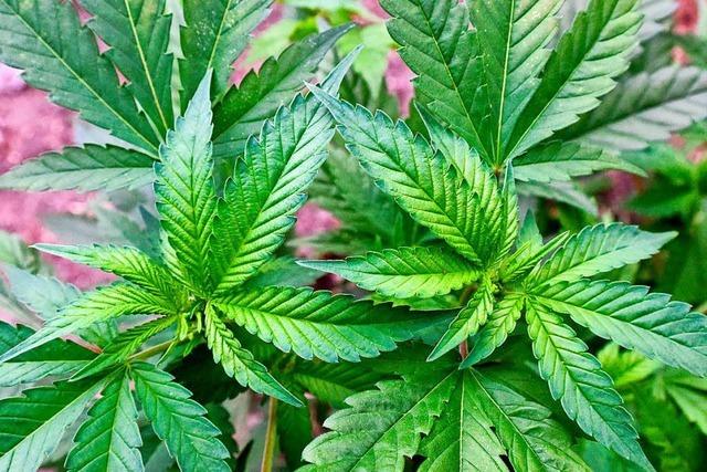 Zoll entdeckt im Kreis Lrrach groe Cannabis-Plantage und Drogengeld