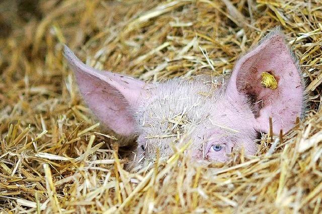 In Baden-Wrttemberg werden immer mehr importierte Tiere geschlachtet