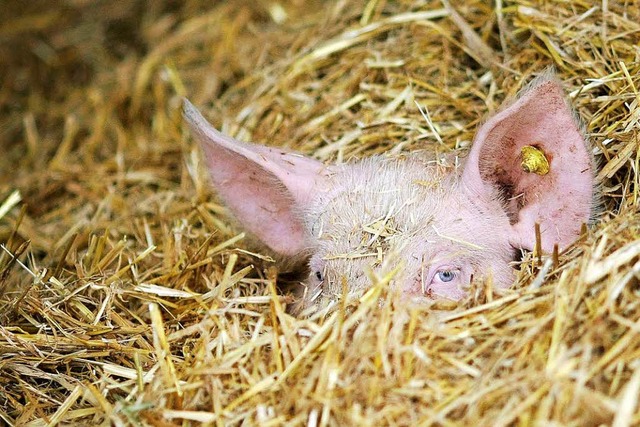 Ginge es nach Brigitte Dahlbender, ms...ndet, einmal die Woche Fleisch reicht.  | Foto: dpa Deutsche Presse-Agentur