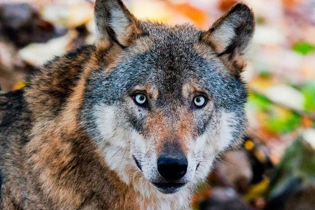 Ein Wolf soll in Polen zwei Kinder angegriffen haben