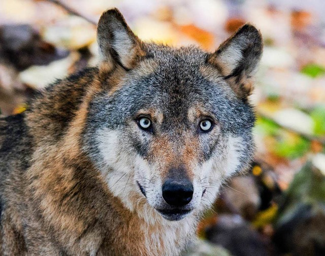 Ein Wolf  | Foto: dpa
