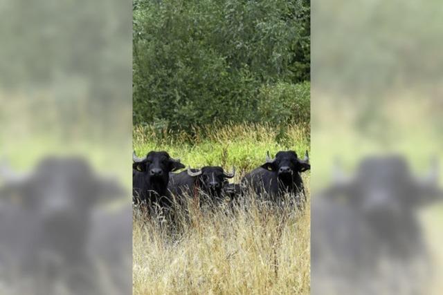 Eine Herde Wasserbffel fr biologische Vielfalt