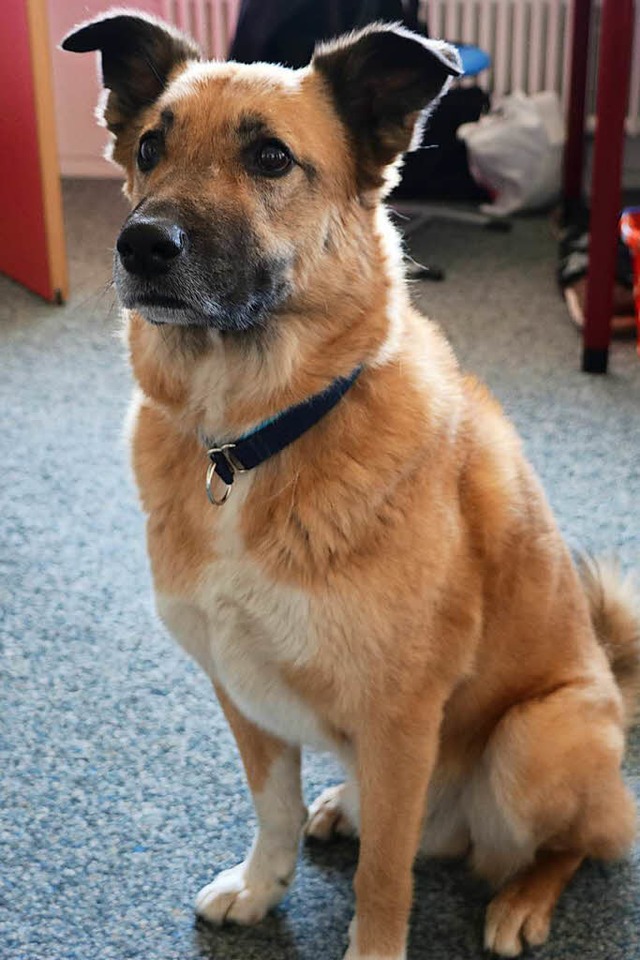 Samba war im Tierschutzheim ein ganz u...us ihm ein stresstauglicher Schulhund.  | Foto: Martha Weishaar
