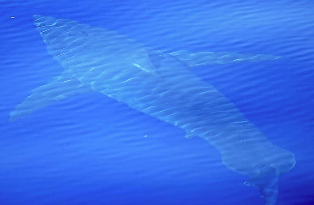 Foto des Weien Hais vom  Meeresforschungszentrum Alnitak   | Foto: dpa