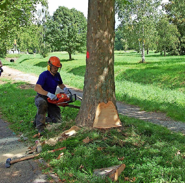 Frdern statt verbieten ist der Ansatz der Grnen beim Baumschutz.    | Foto: Britta Kuck