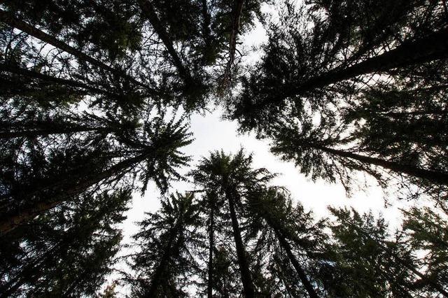 52 kleine und groe Eskapaden im Schwarzwald