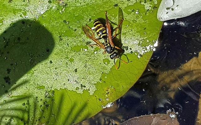 Bei herrlichem Wetter erfrischt sich d...pe am Teich unseres BZ-Leserfotografs.  | Foto: Thomas Erlitz