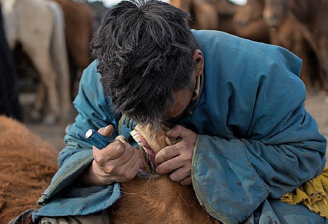 Ein mongolischer Pferdehirte entfernt einen Zahn aus dem Gebiss eines Pferdes.   | Foto: dpa