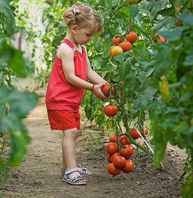 Die prchtigen Tomaten aus dem eigenen Garten erfreuen auch den Nachwuchs.   | Foto: Fotokostic/Shutterstock.com