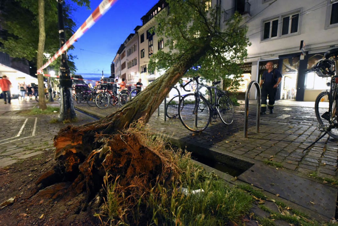 Der Baum stürzte in der Bertoldstraße in die Oberleitung.  | Foto: Thomas Kunz