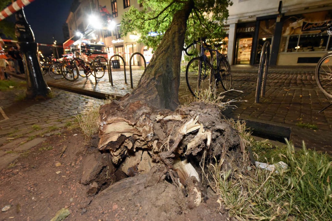 Der Baum stürzte in der Bertoldstraße in die Oberleitung.  | Foto: Thomas Kunz