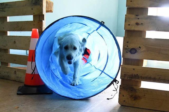 Rettungshunde trainieren den Ernstfall – in einer leeren Flüchtlingsunterkunft