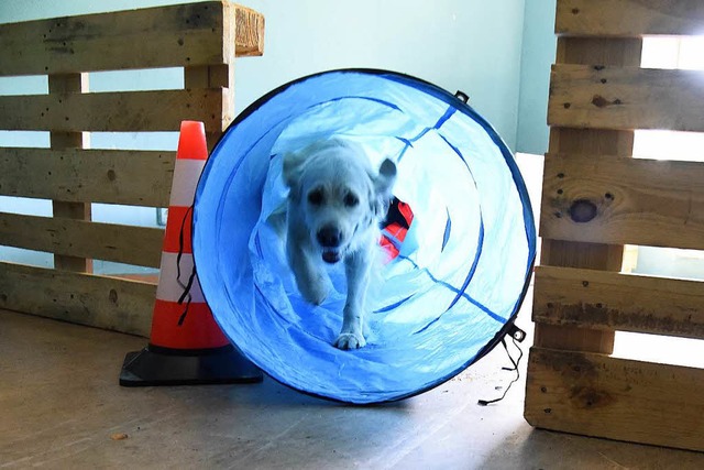 Trmmersuche:  Rettungshund Aimi hat e...; und muss das nun ganz rasch  melden.  | Foto: Markus Zimmermann
