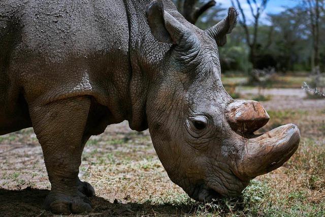 Fast ausgestorbenes Nashorn knnte durch das Reagenzglas auferstehen