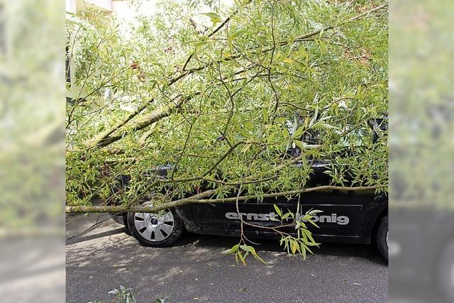 Weide strzt auf Auto und Strae