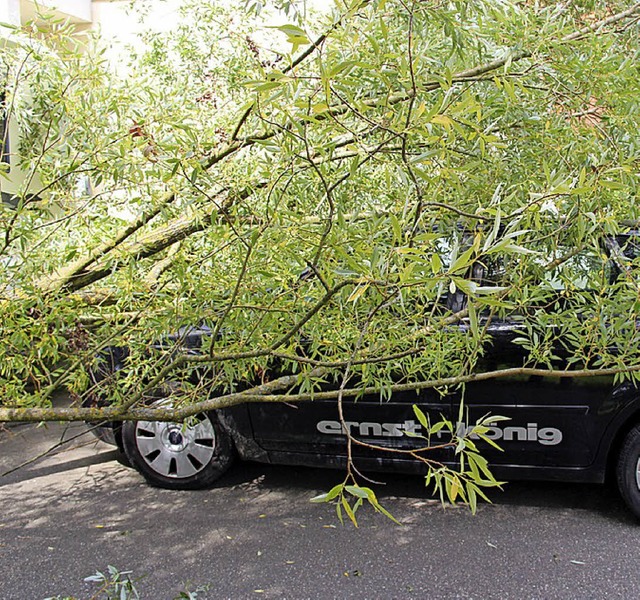 Volltreffer: Diese Weide kippte in Btzingen auf ein Auto.   | Foto: David