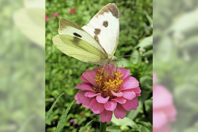 Iris und Joachim Asal aus Todtnau laden am Sonntag, 8. Juli, zur Exkursion auf dem Feldberg