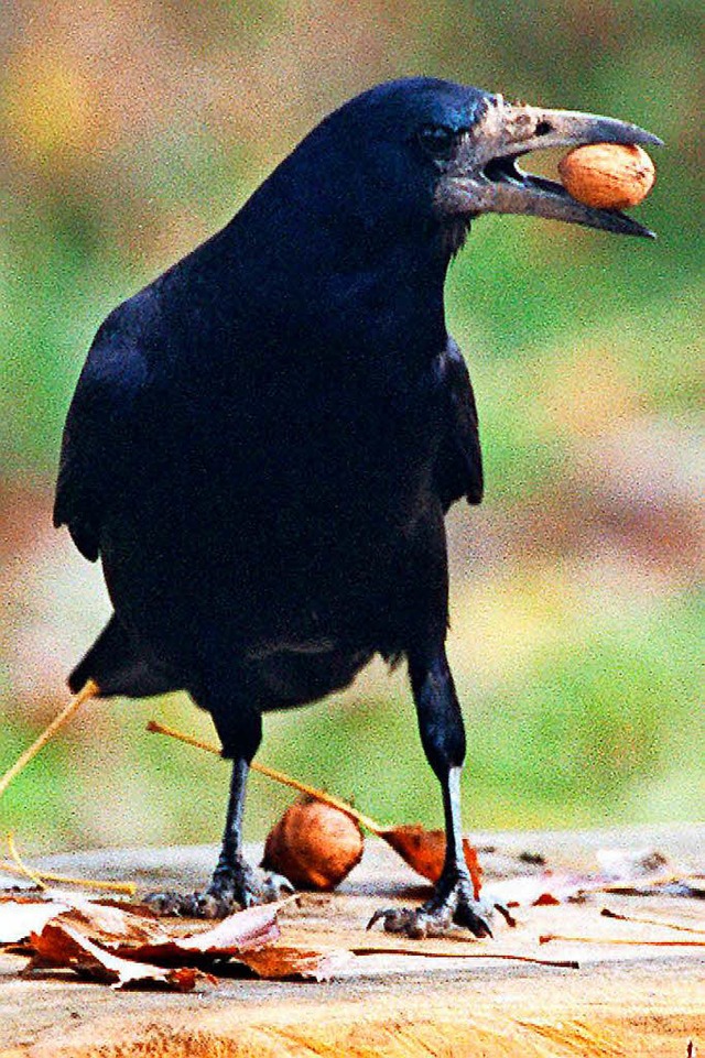 Eine geschtzte Saatkrhe  | Foto: Rolf Haid