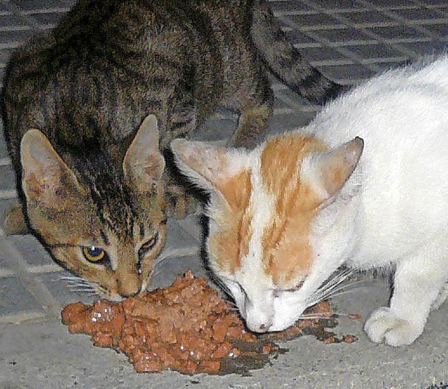 Vom Tierschutzgesetz gefordert: das F...on Hauskatzen, die kein Zuhause haben   | Foto: privat