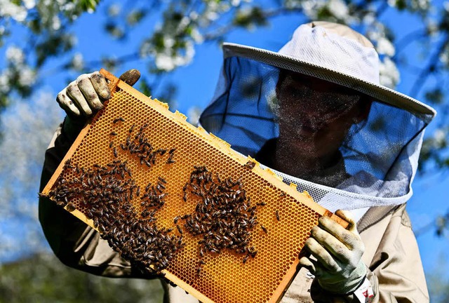 In Glottertal laden die Bienenexperten zum Imkerfest ein.   | Foto: dpa