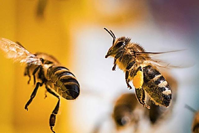 Imkerverein ldt zum groen Bienenfest