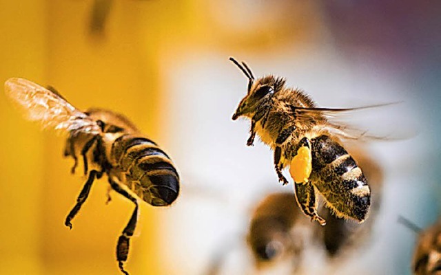 In Glottertal dreht sich heute alles um die Bienen.   | Foto:  dpa