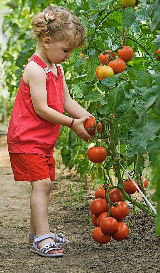 Fr die  prchtigen Tomaten im   eigen...sich offenkundig  auch der Nachwuchs.   | Foto:  Fotokostic/Shutterstock
