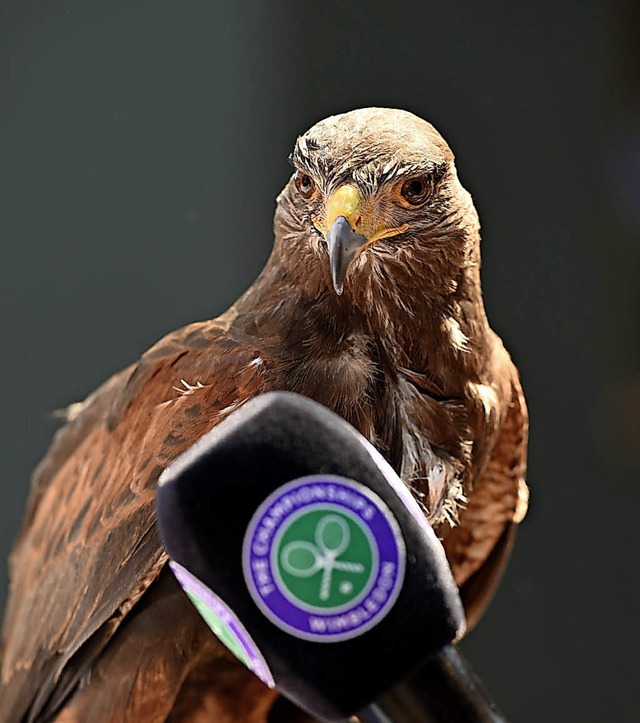 Der heimiche Star beim Tennisturnier i...stenbussard und Vogelvertreiber Rufus   | Foto:  AFP