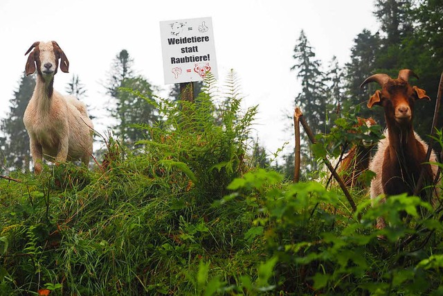 Ist die Offenhaltung der Landwirtschaf... Mrgen &#8211; mit Schildern dagegen.  | Foto: Susanne Gilg