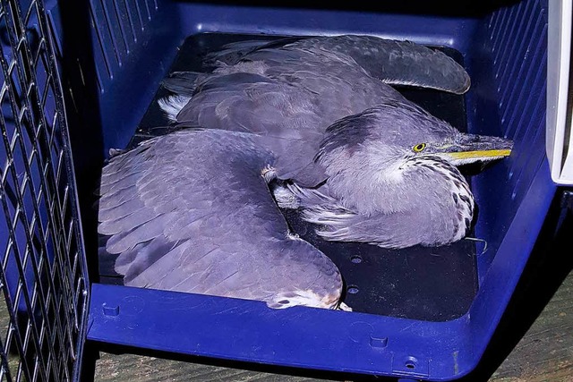 Der von der Emmendinger Feuerwehr gere...wurde in die Tierklinik transportiert.  | Foto: Feuerwehr Emmendingen