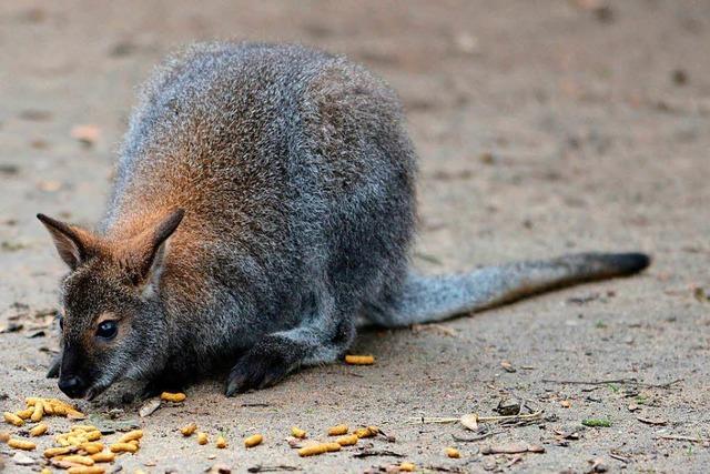 Bombacher Känguru wohl in Seelbach und Weisweil gesichtet