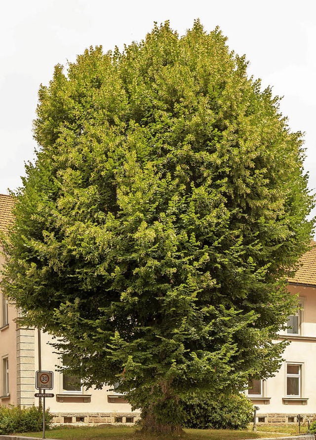 Linden, die die Ortsmitte von Grafenha...gs auf dem Friedhof gepflanzt werden.   | Foto: Christiane Seifried