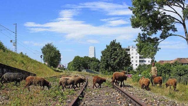 Wo die Schafe weiden, wchst die eingeschleppte Goldrute nicht mehr.   | Foto: Boris Burkhardt