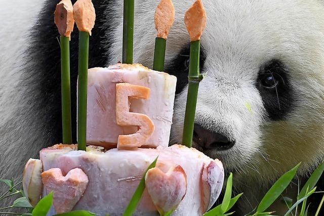 Berliner Panda Meng Meng wird fünf