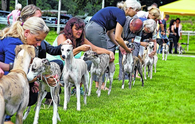 1500 Teilnehmer werden zum Windhundetreffen erwartet.   | Foto: Rolf Wetzel