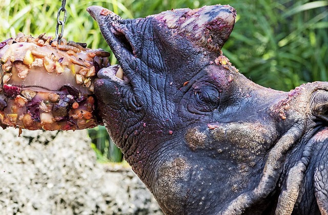 Nashorn im Basler Zoo schlotzt Gemseeis.   | Foto: Torben Weber/Zoo Basel