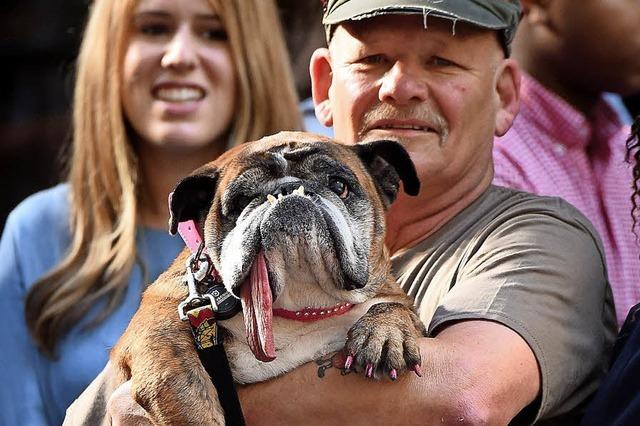 Hsslichster Hund der Welt berraschend verstorben