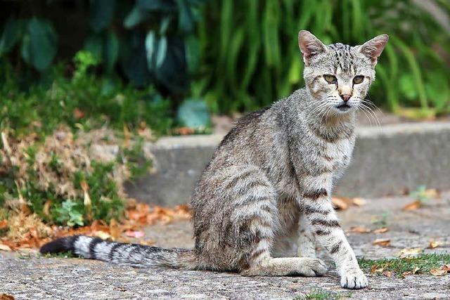 Lahrer Stadtteil will streunende Katzen kastrieren