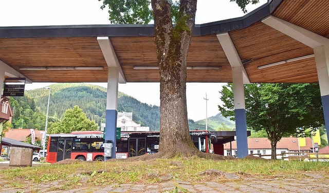 Die Wurzeln der Bume am Busbahnhof To...eben die Pflastersteine rundherum an.   | Foto: Stefan Ammann