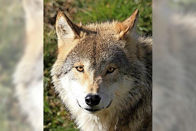 Wanderung auf den Spuren der Wlfe