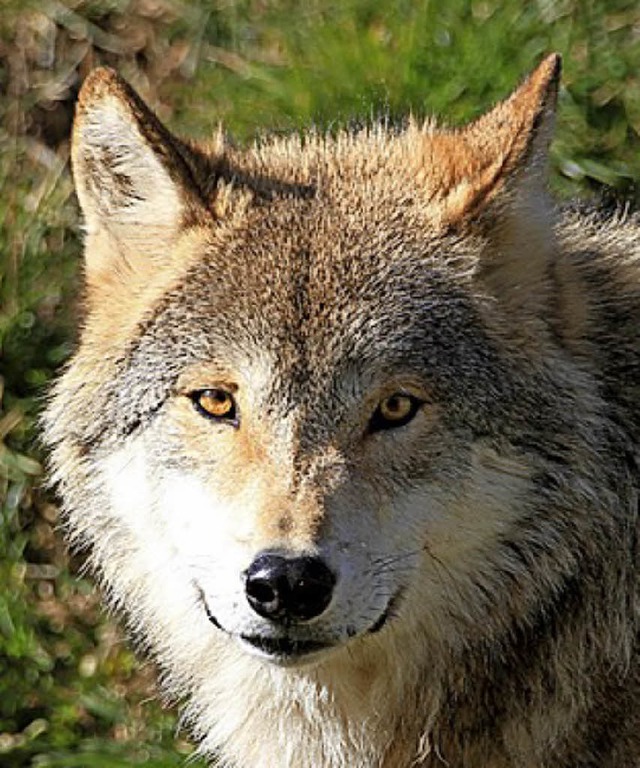   | Foto: Hubertus Ulsamer/Haus der Natur