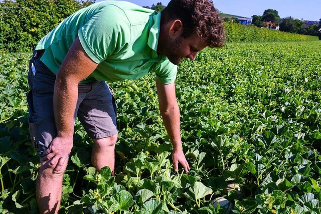 &#8222;Wie Ostereier&#8220; &#8211; La...nd findet die Melonen auf seinem Feld.  | Foto: Gabriele Hennicke