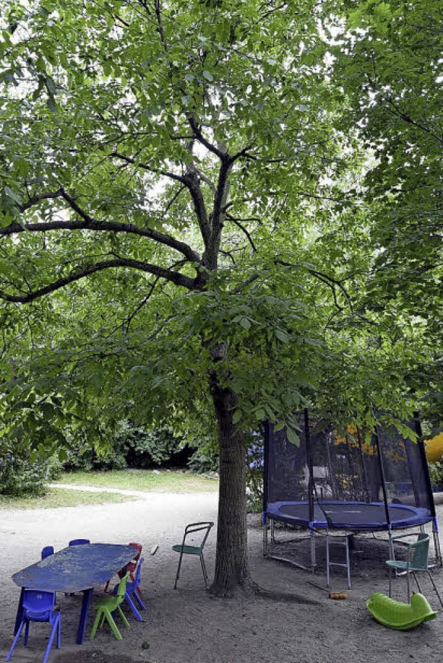 Dieser Walnussbaum soll verpflanzt werden.   | Foto: Thomas Kunz