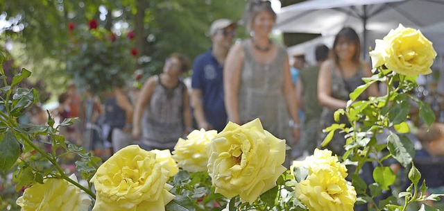 Gartenfreuden stehen auf der Diga im V...ier diese wundervollen geleben Rosen.   | Foto: Horatio Gollin